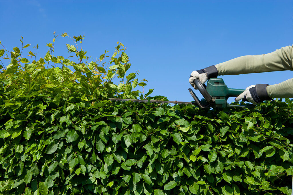 Eine Person schneidet mit einer elektrischen Heckenschere eine grüne Hecke an einem sonnigen Tag.